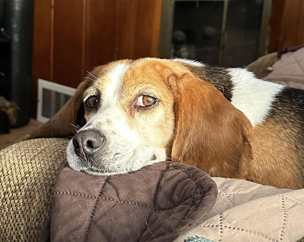 Autumn, a Adoptable Beagle in Southington, CT image 5/6