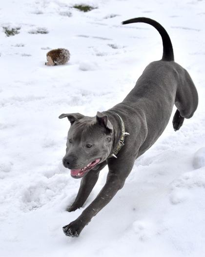 Enlarge Ozz, a Adoptable mixed breed in West Seneca, NY image 1/3