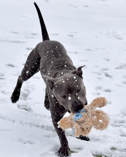 Enlarge Ozz, a Adoptable mixed breed in West Seneca, NY image 2/3