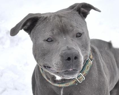 Enlarge Ozz, a Adoptable mixed breed in West Seneca, NY image 3/3