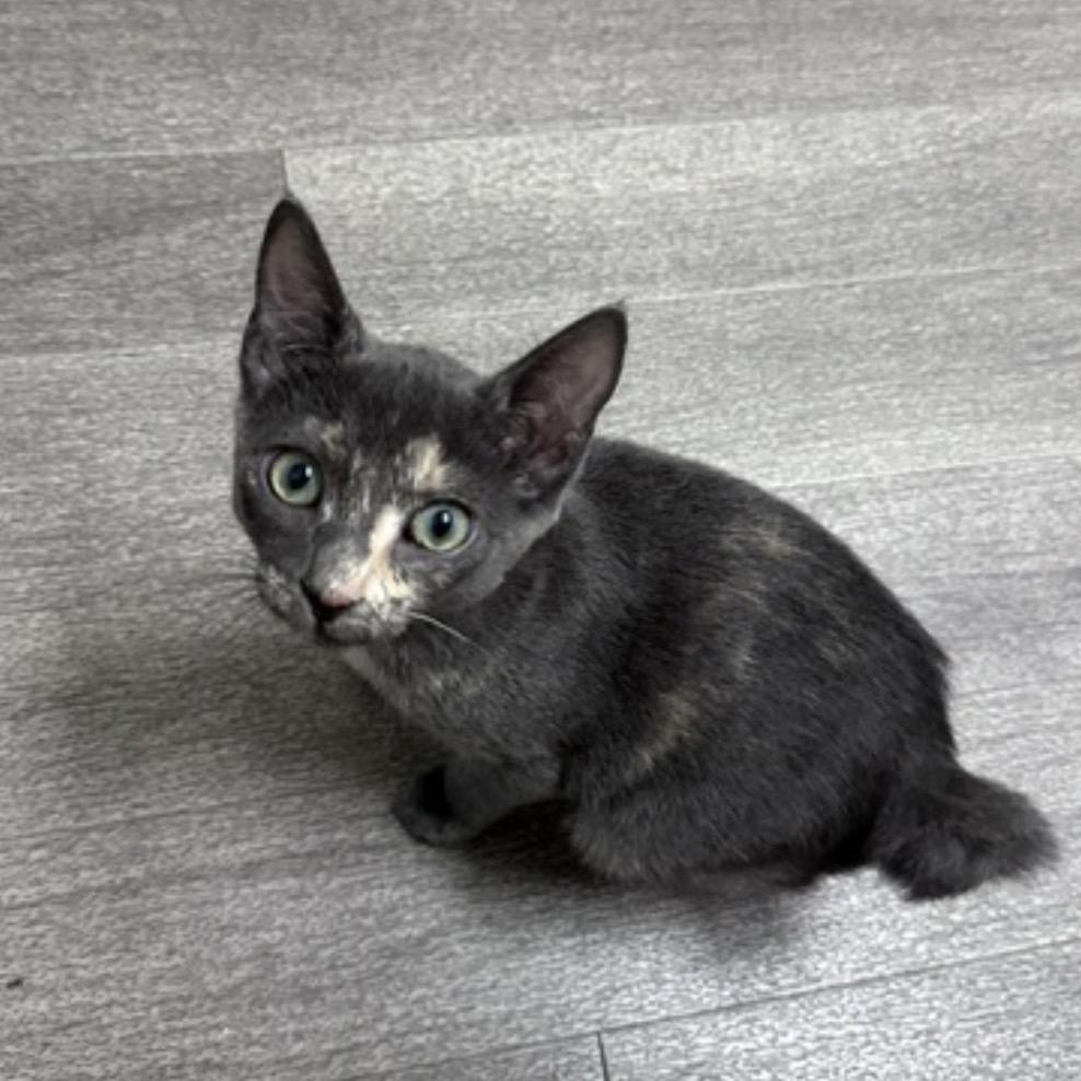 Kaida, Adoptable, Young Female Domestic Short Hair.