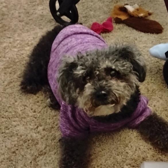 Angel, Adoptable, Senior Female Poodle & Shih Tzu.
