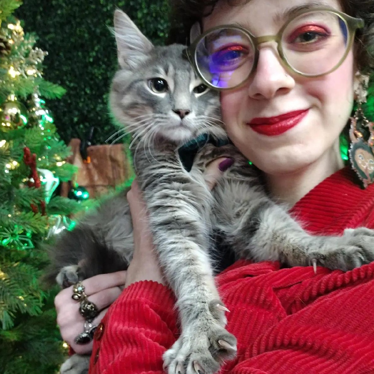 Enlarge Joey, an adopted Domestic Long Hair in Brooklyn, NY image 1/2