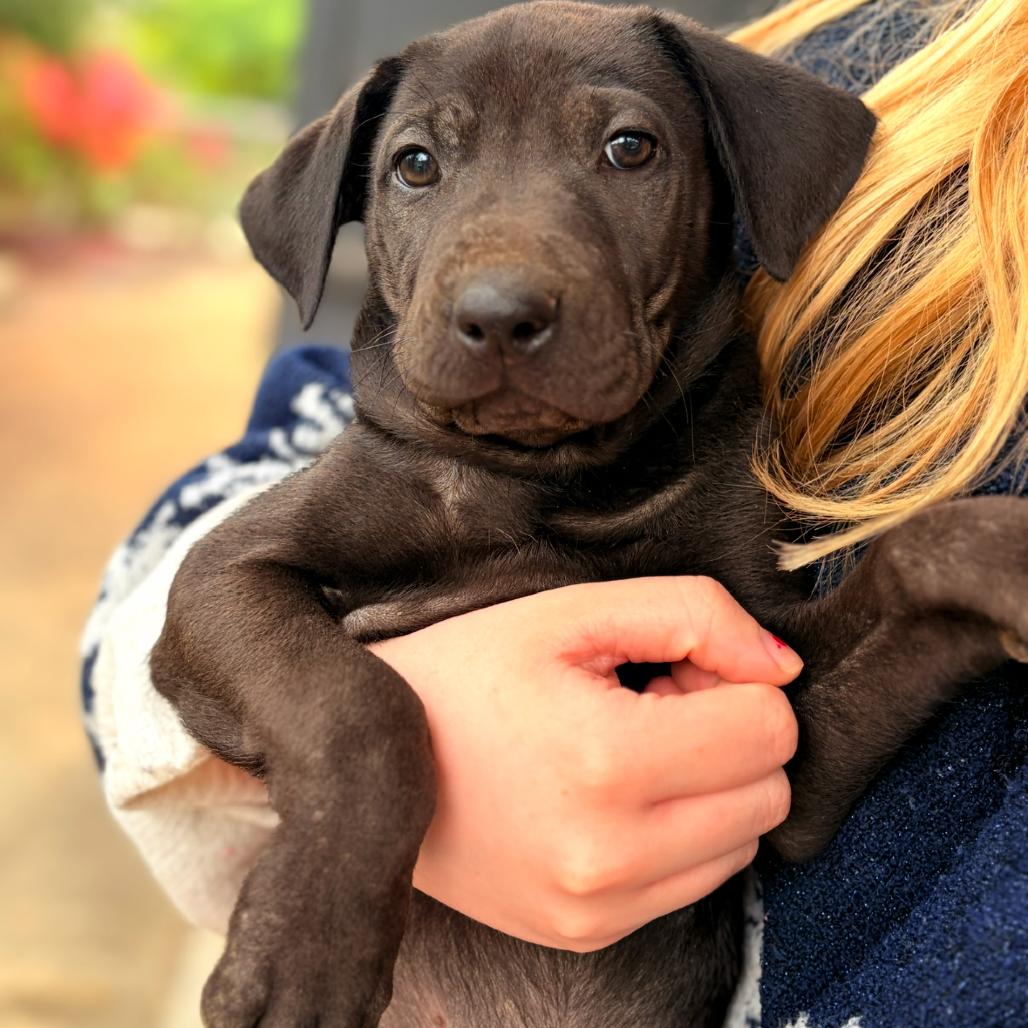 Bronx, a Adoptable mixed breed in Riverside, CA image 2/6