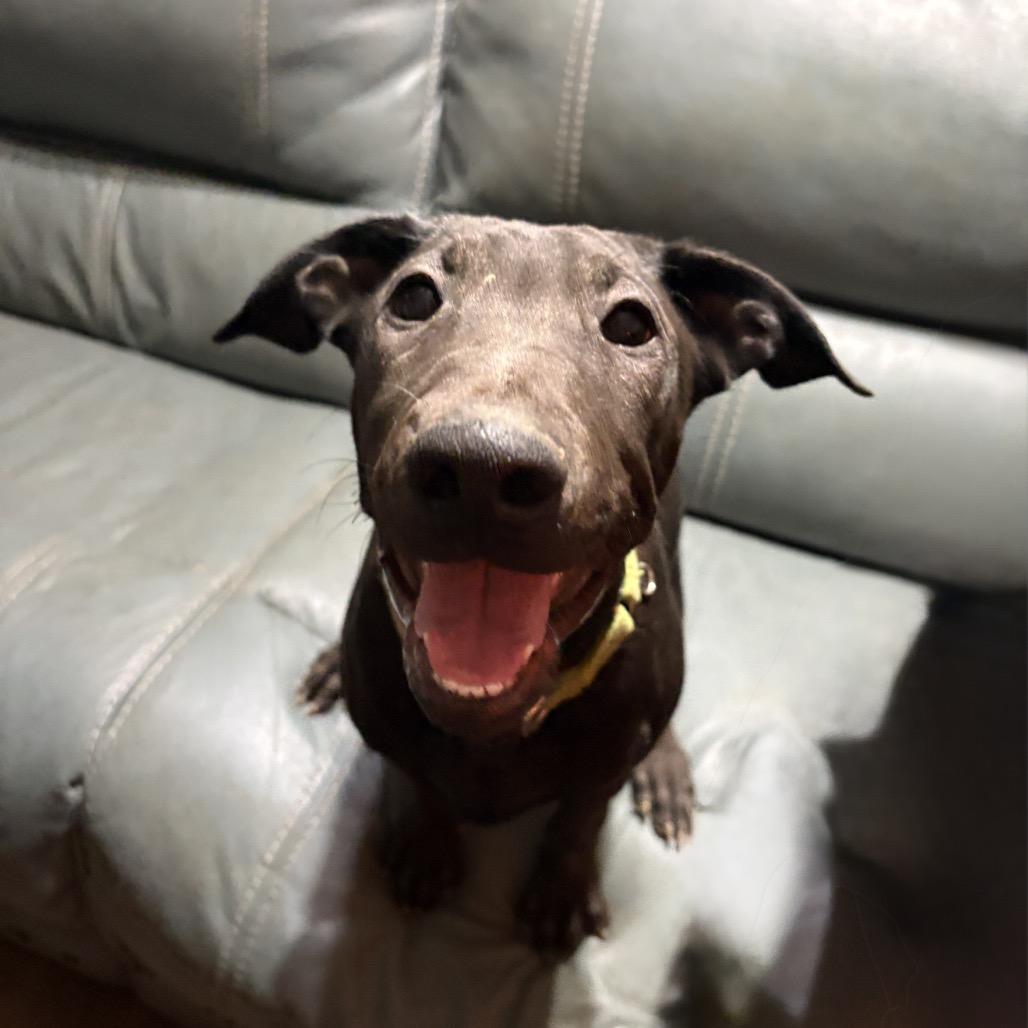 Bronx, a Adoptable mixed breed in Riverside, CA image 3/6