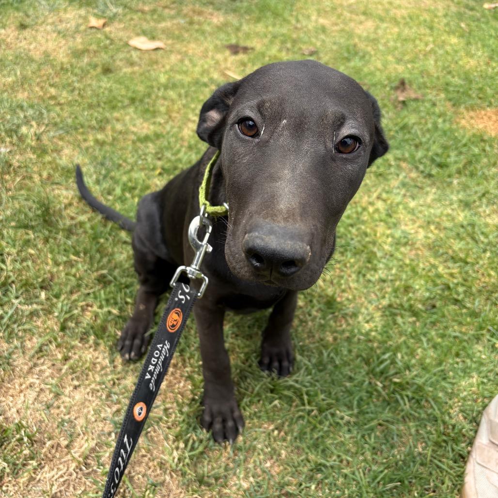 Bronx, a Adoptable mixed breed in Riverside, CA image 5/6