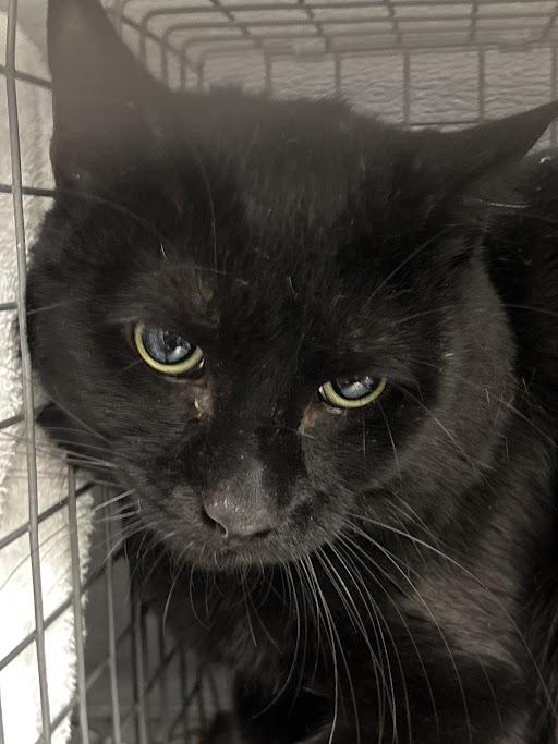 RAY, Adoptable, Adult Male Domestic Short Hair.