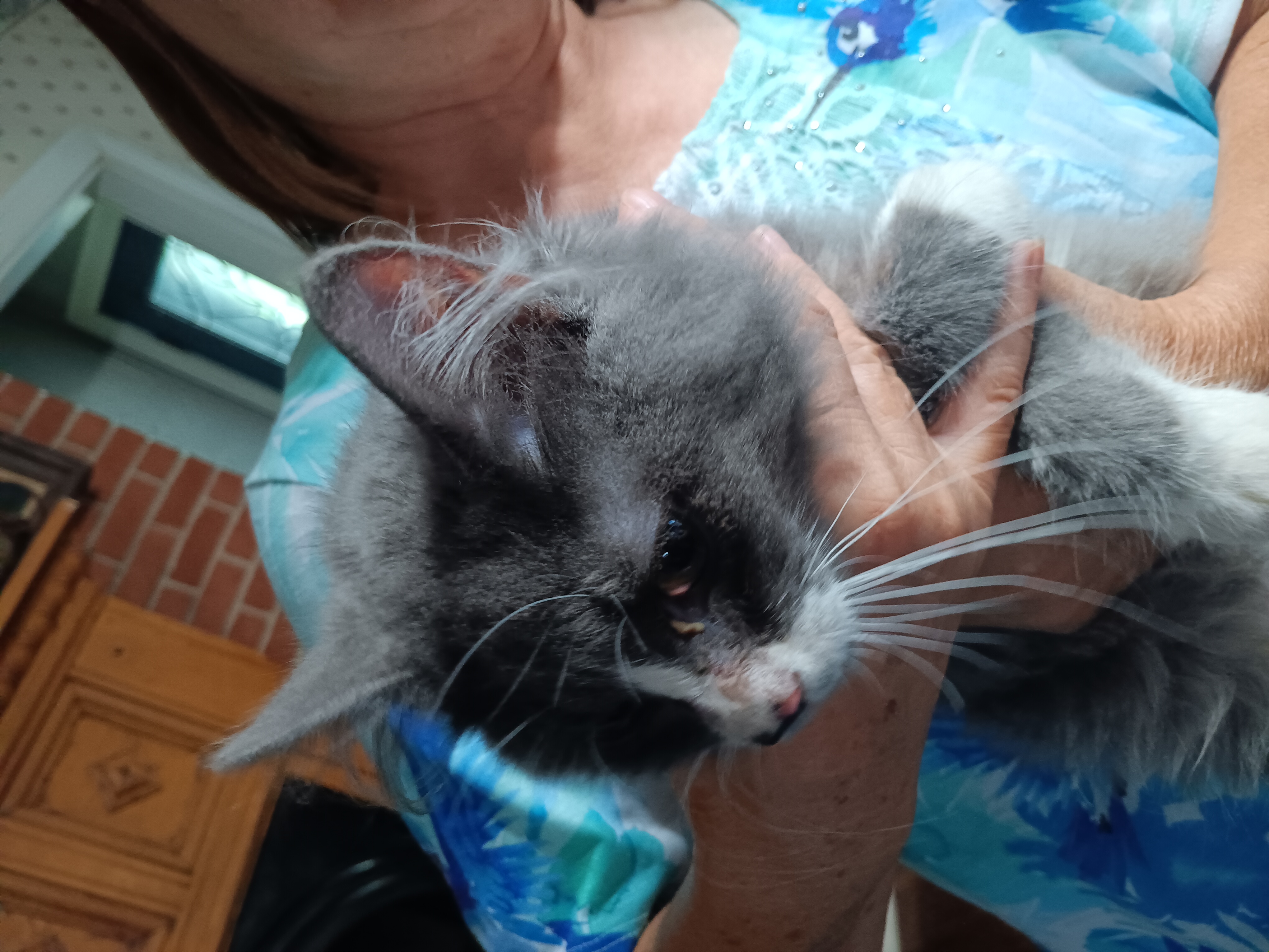 Boots, Adopted, Young Male Domestic Long Hair.