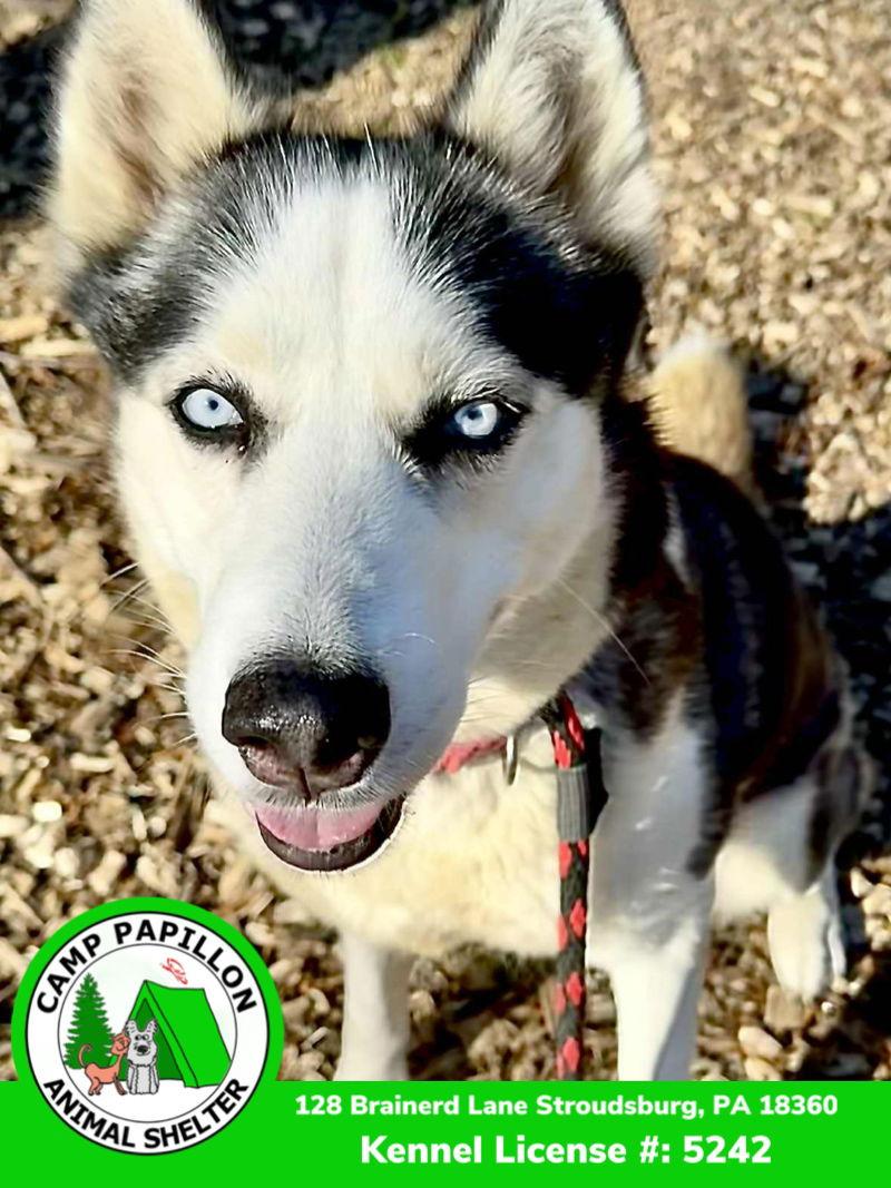 Judy, Adoptable, Adult Female Husky.