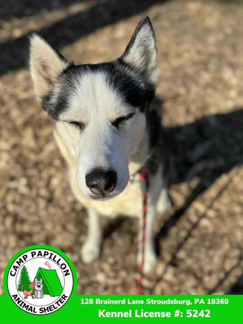 Enlarge Judy, a Adoptable Husky in Stroudsburg, PA image 2/3