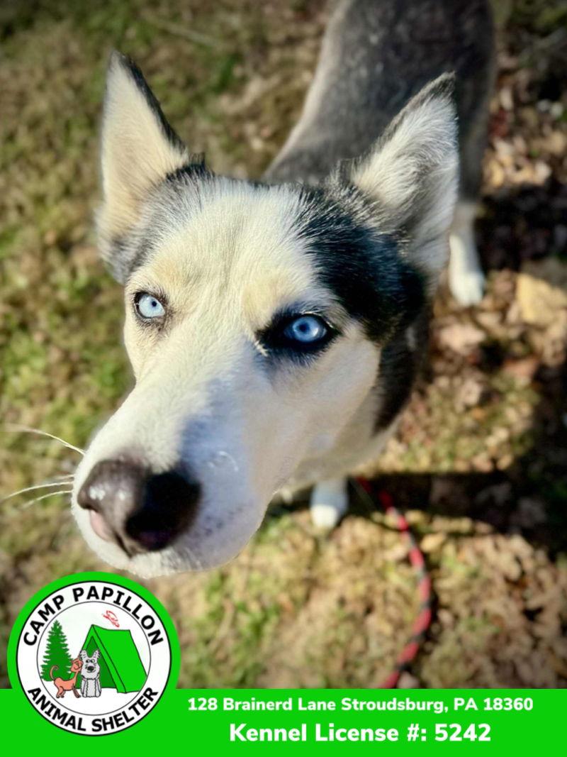 Enlarge Judy, a Adoptable Husky in Stroudsburg, PA image 3/3