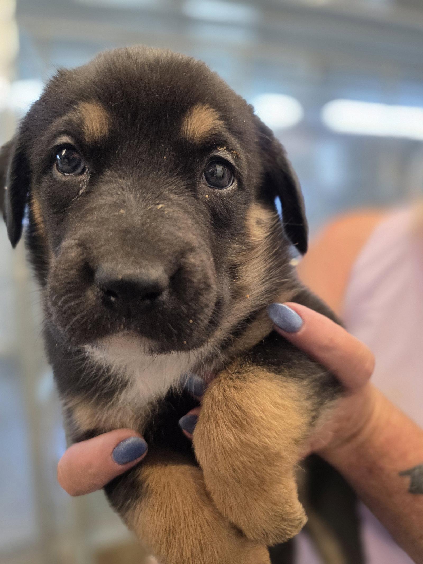 Macaroni, Adopted, Puppy Female German Shepherd Dog.