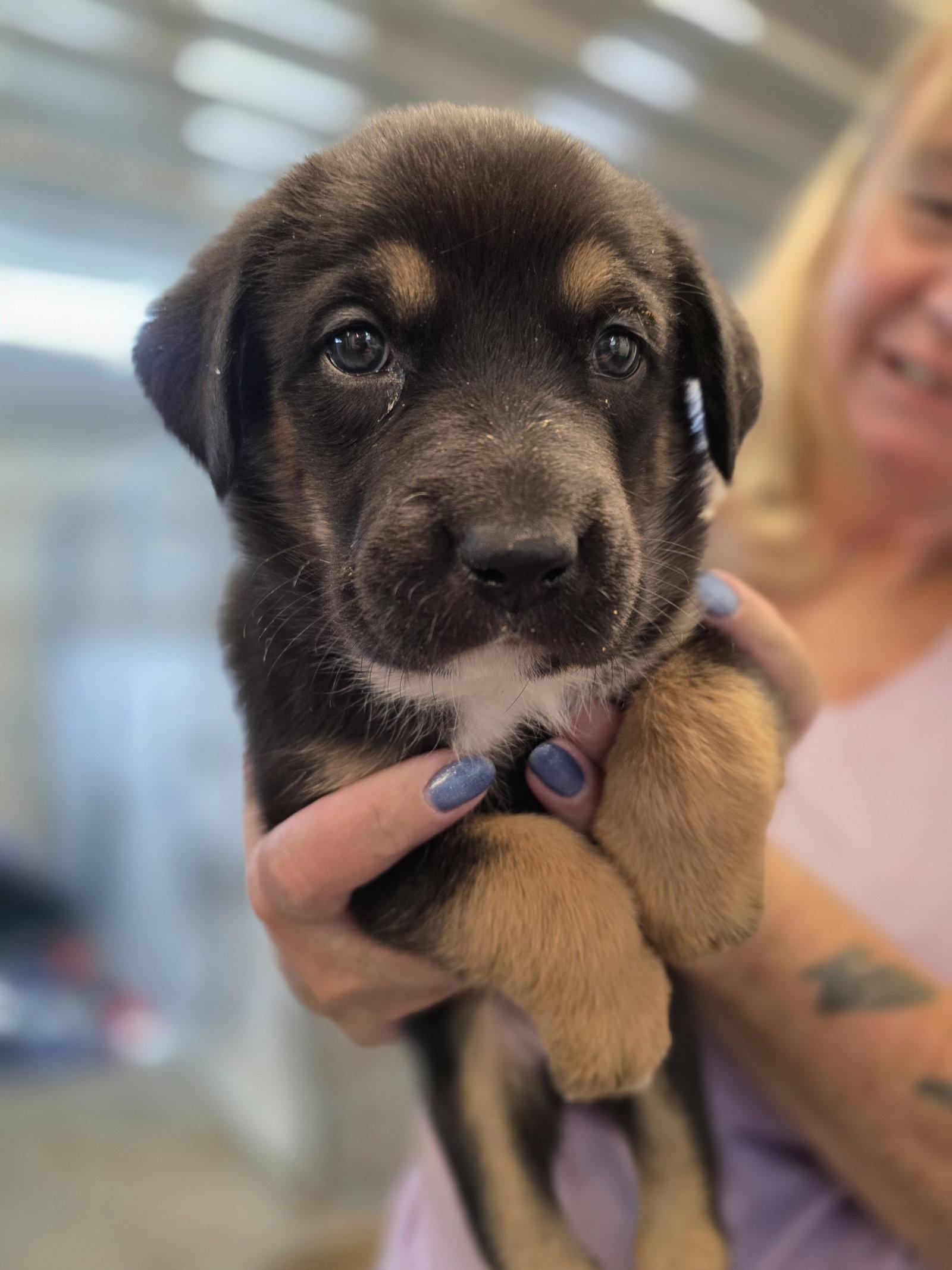 Enlarge Macaroni, a Adopted German Shepherd Dog in Monte Vista, CO image 2/2