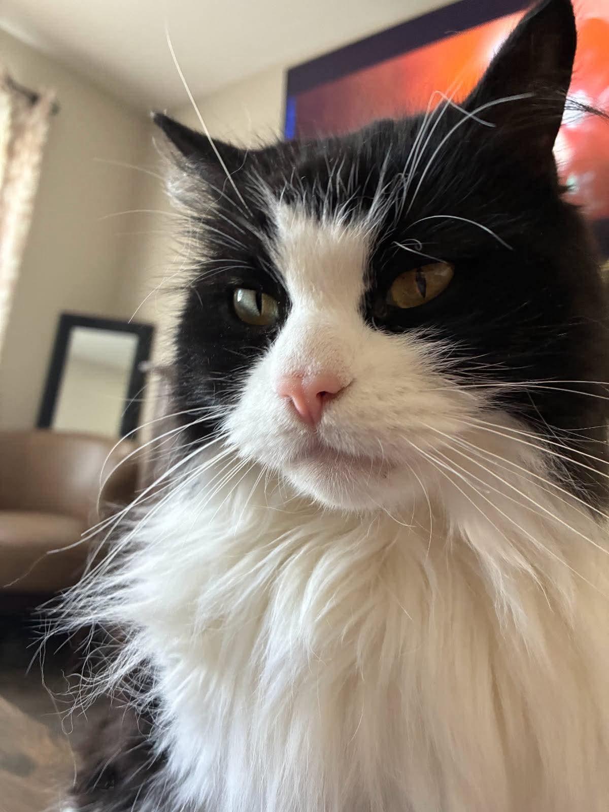 RONNIE (VERONICA), a ADOPTABLE Domestic Long Hair in Tillsonburg, ON image 2/2