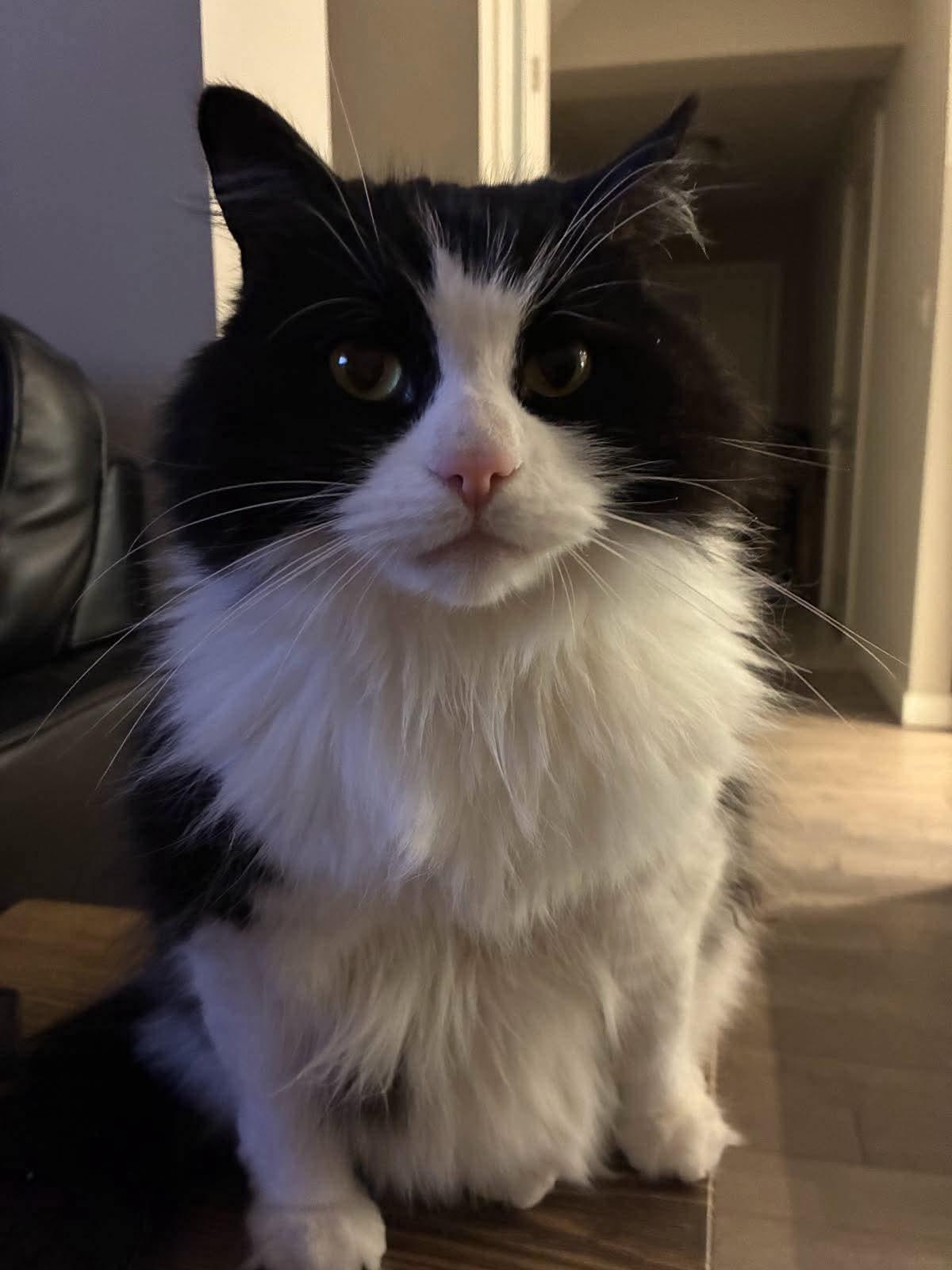 RONNIE (VERONICA), adopted, Adult Female Domestic Long Hair.