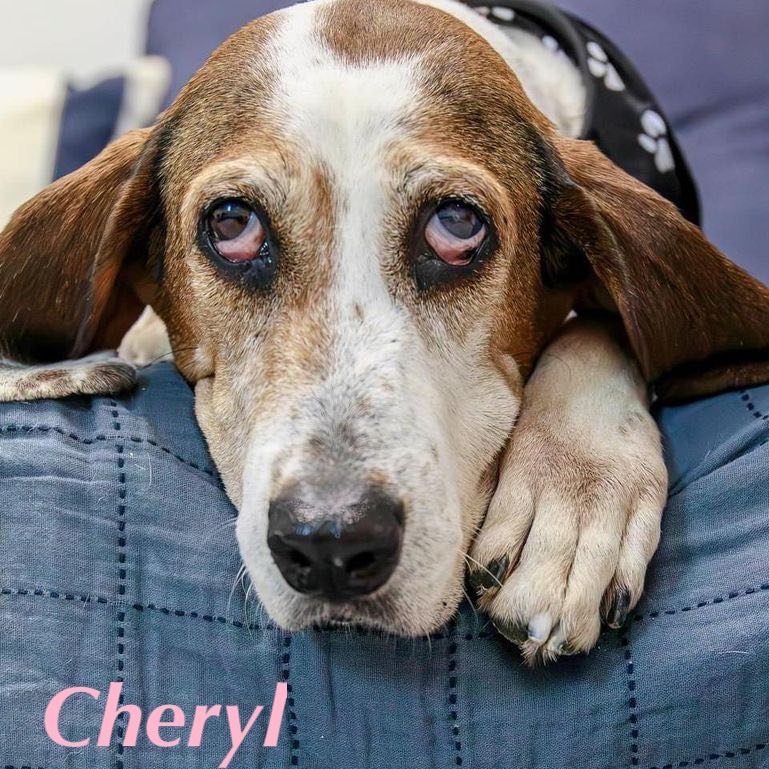 CHERYL, a Adoptable mixed breed in Madisonville, LA image 3/6