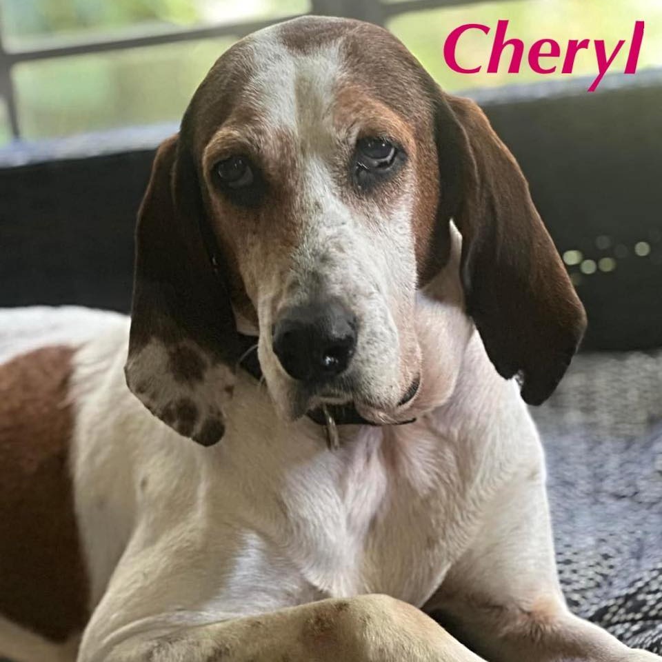 CHERYL, a Adoptable mixed breed in Madisonville, LA image 6/6