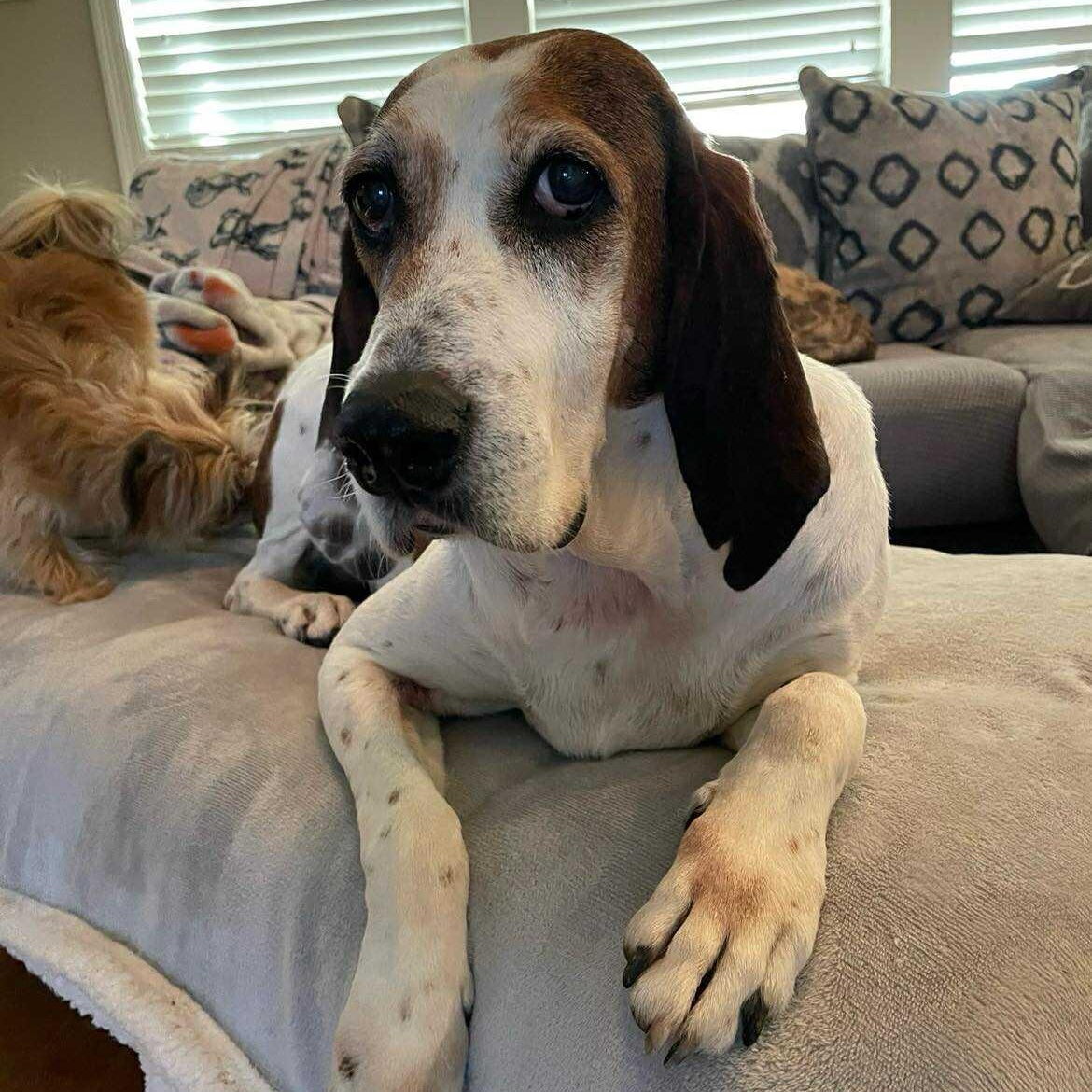 CHERYL, a Adoptable mixed breed in Madisonville, LA image 1/6