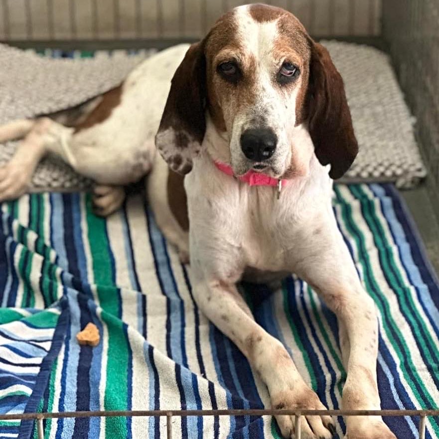 CHERYL, a Adoptable mixed breed in Madisonville, LA image 2/6