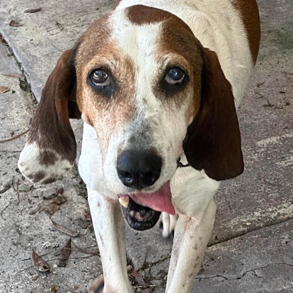 CHERYL, a Adoptable mixed breed in Madisonville, LA image 4/6