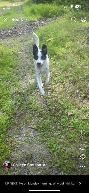 Enlarge SHELBY, a Adoptable mixed breed in Chicopee, MA image 1/4