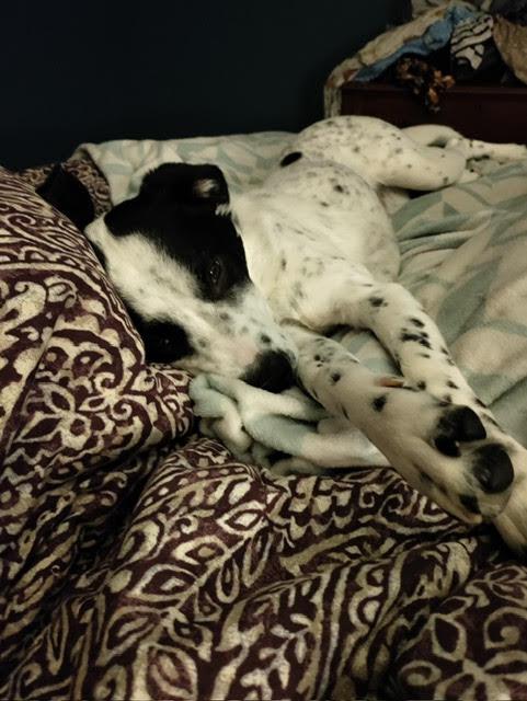 Enlarge SHELBY, a Adoptable mixed breed in Chicopee, MA image 2/4