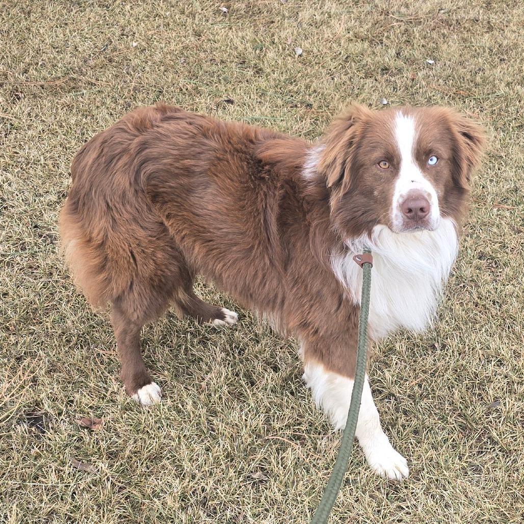 Mocha, a Adoptable Australian Shepherd in Ada, MN image 1/2