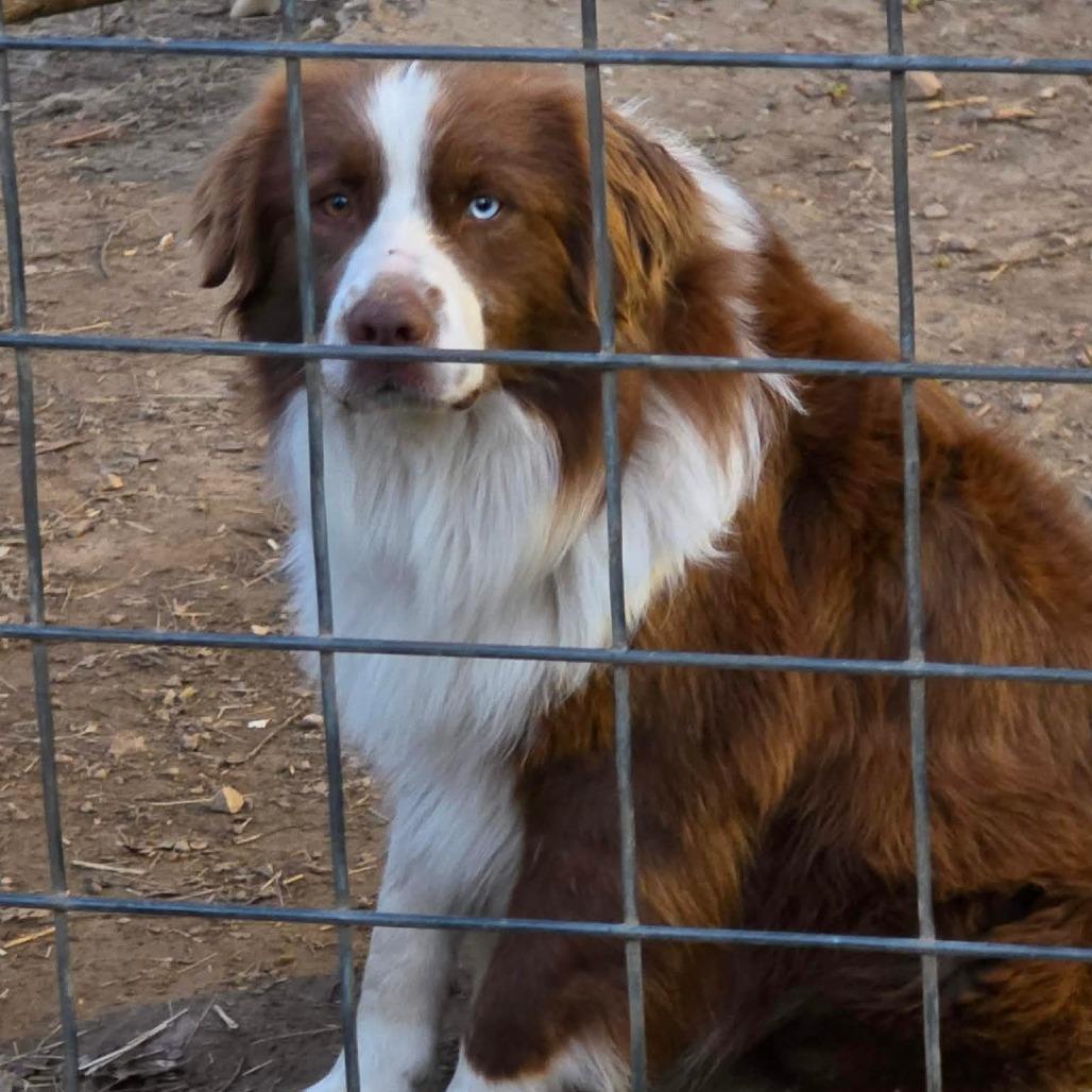 Mocha, a Adoptable Australian Shepherd in Ada, MN image 2/2