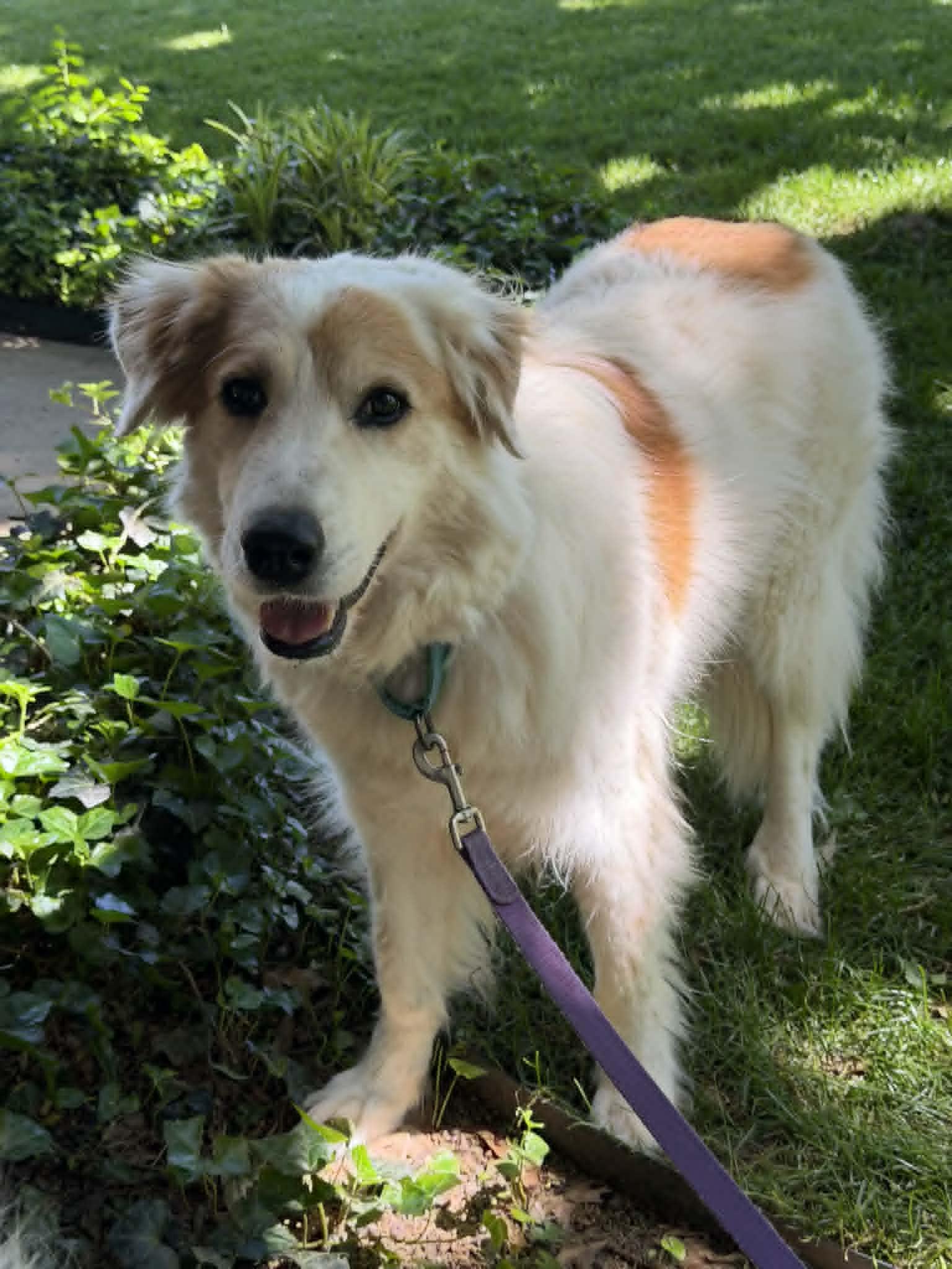 Enlarge Nell, a Adoptable mixed breed in Whitewright, TX image 1/3