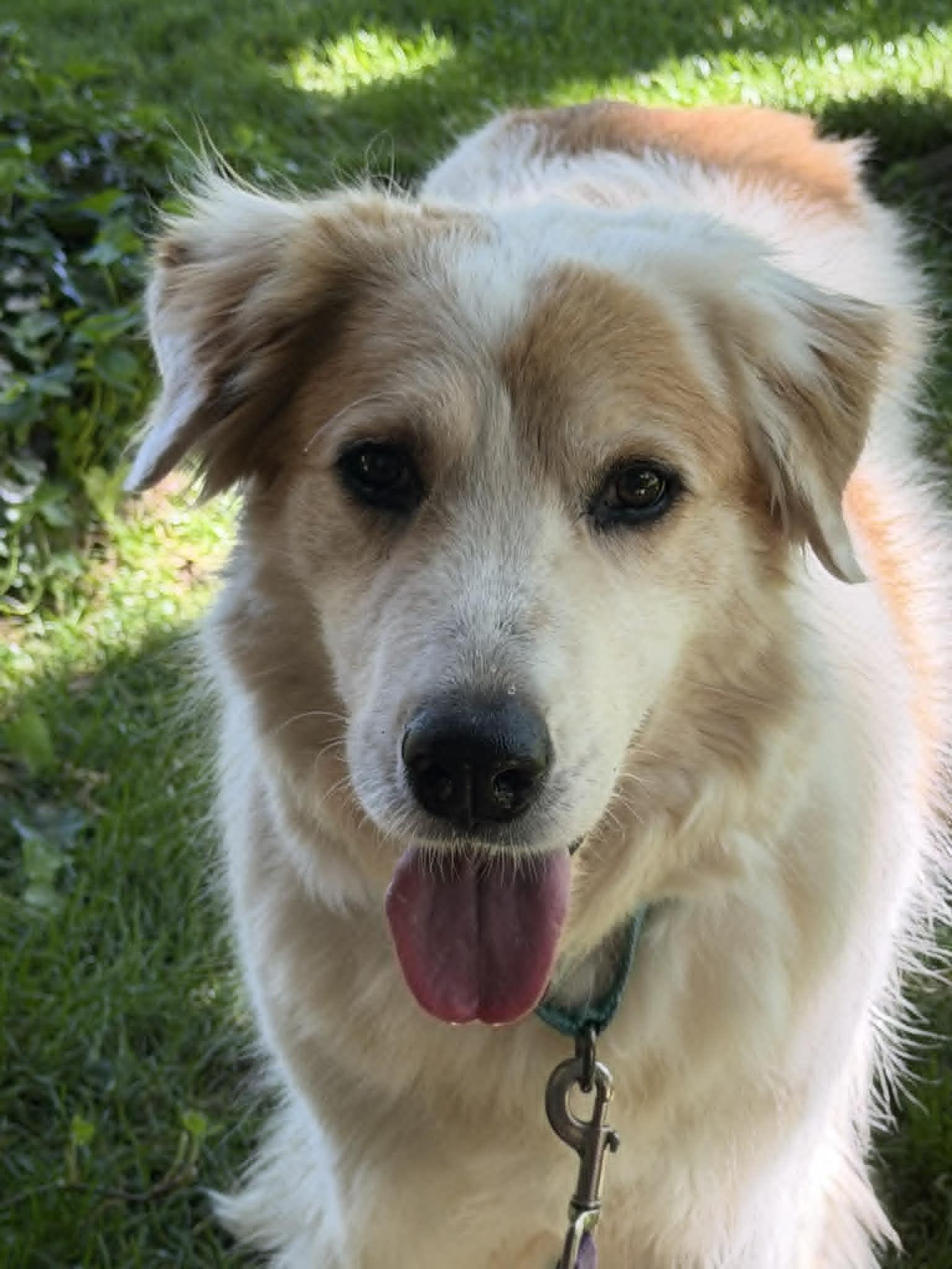 Enlarge Nell, a Adoptable mixed breed in Whitewright, TX image 2/3