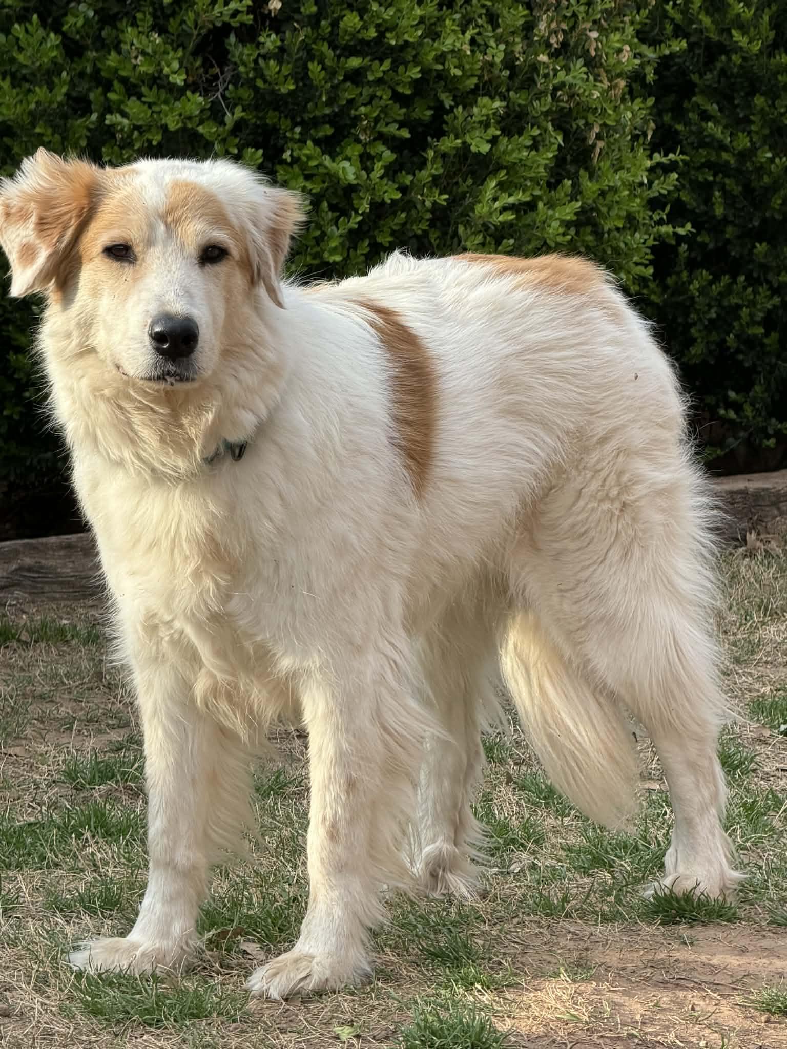 Enlarge Nell, a Adoptable mixed breed in Whitewright, TX image 3/3