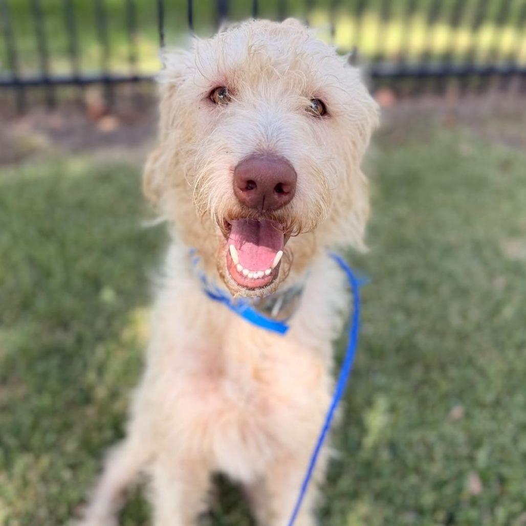 Shaggy, Adoptable, Adult Male Labradoodle.