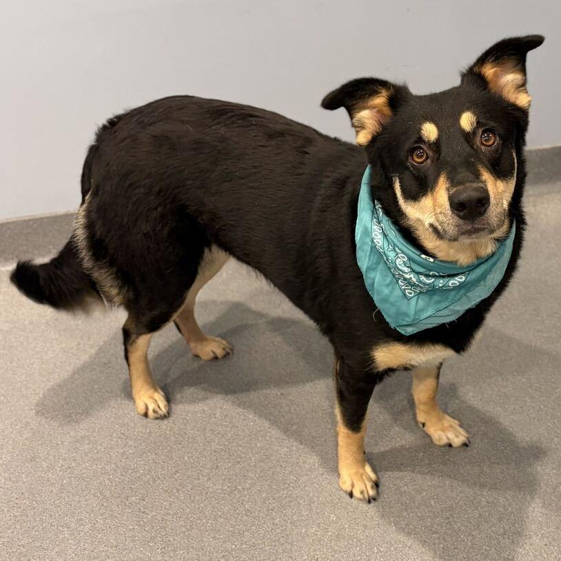 Lacey, Adoptable, Adult Female Mixed Breed.
