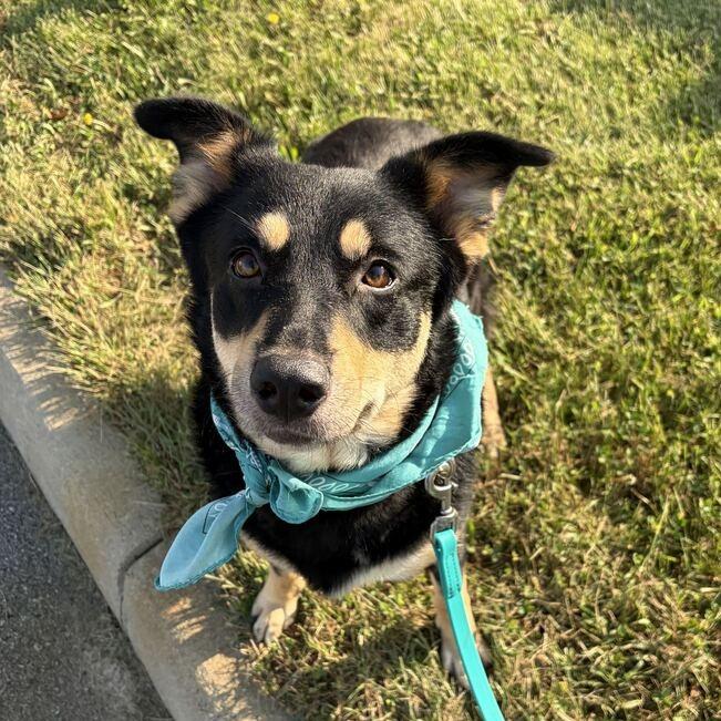 Enlarge Lacey, a Adoptable Mixed Breed in Canal Winchester, OH image 2/5