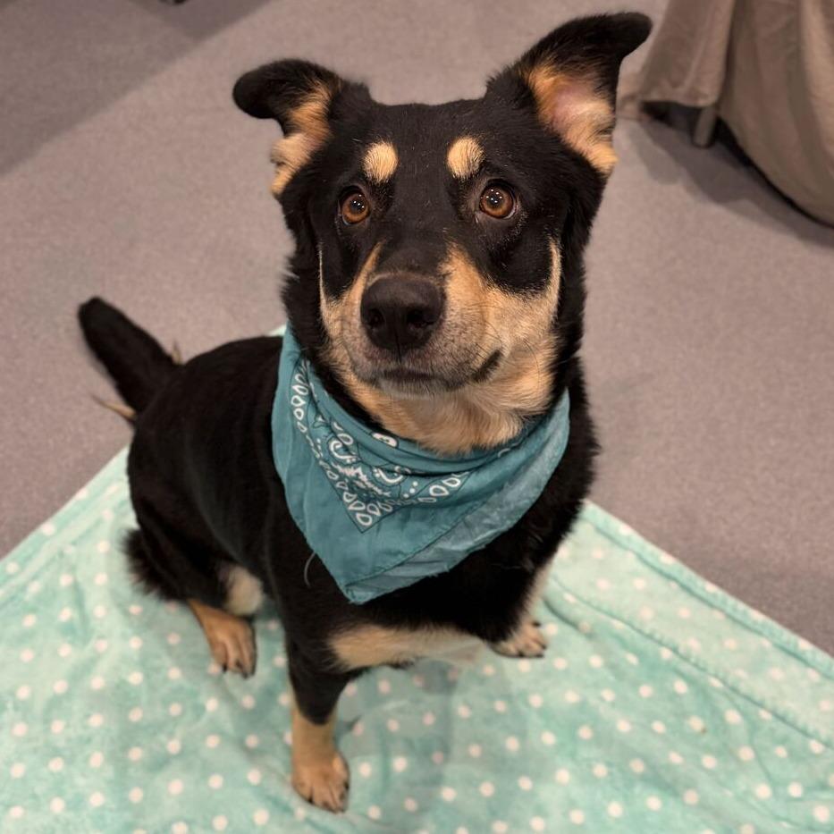 Enlarge Lacey, a Adoptable Mixed Breed in Canal Winchester, OH image 3/5