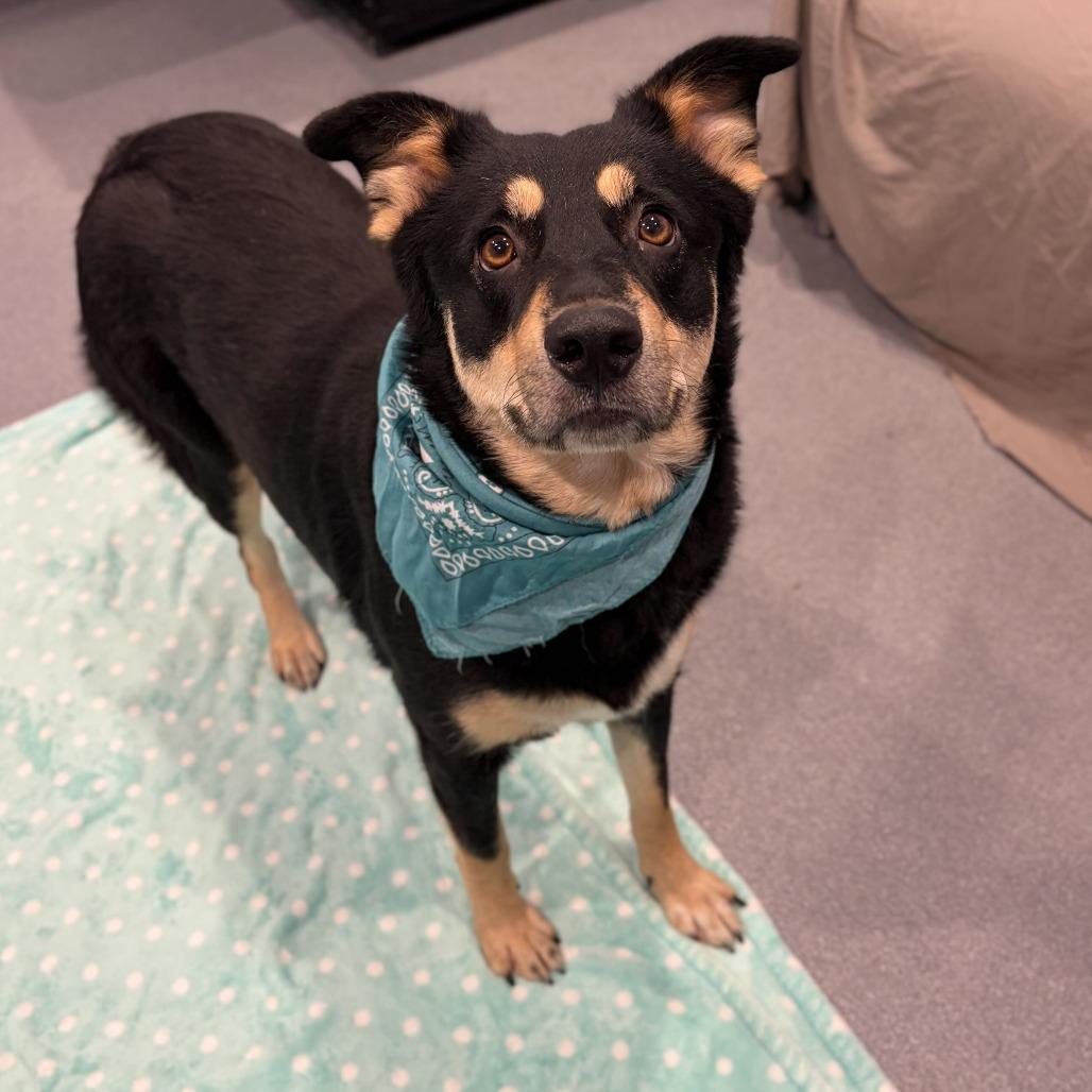 Enlarge Lacey, a Adoptable Mixed Breed in Canal Winchester, OH image 4/5