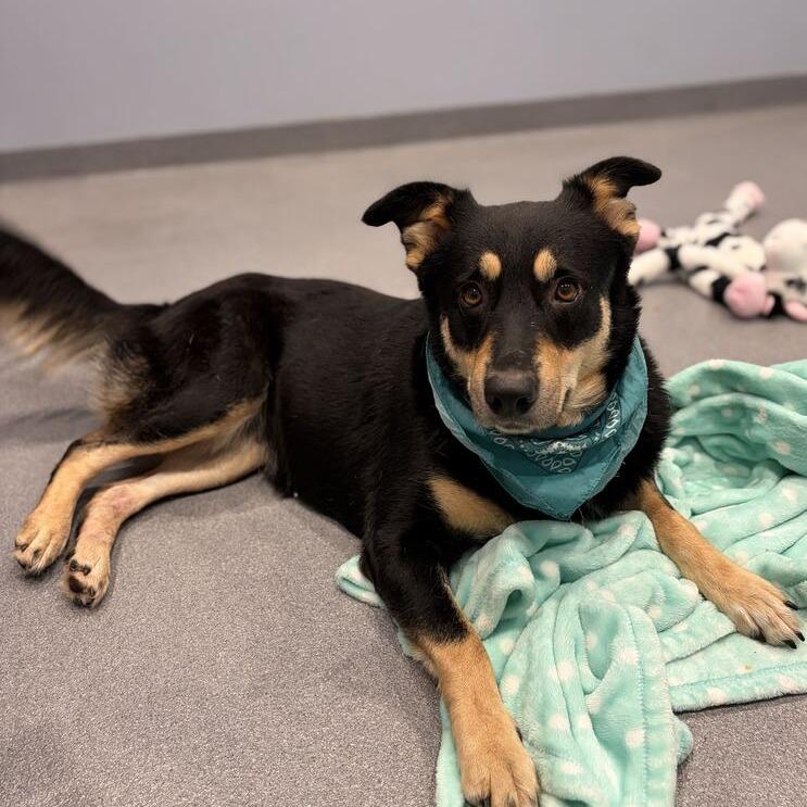 Enlarge Lacey, a Adoptable Mixed Breed in Canal Winchester, OH image 5/5