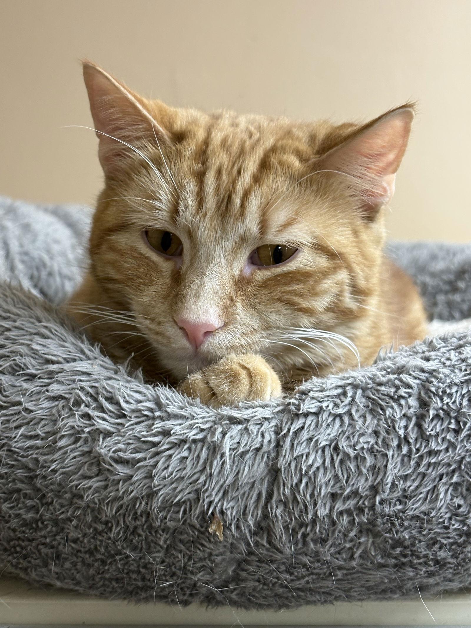 NOLAN, Adoptable, Young Male American Shorthair & Tabby.