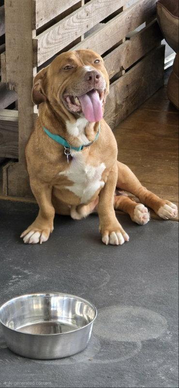 Enlarge Lucky, a Adopted Basset Hound in East Derry, NH image 3/3