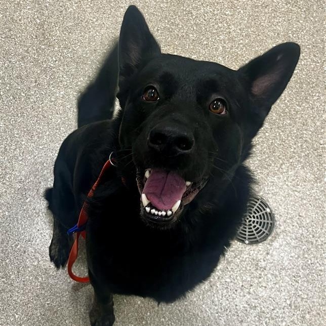 Enlarge Max, a Adoptable German Shepherd Dog in Prince Frederick, MD image 1/1