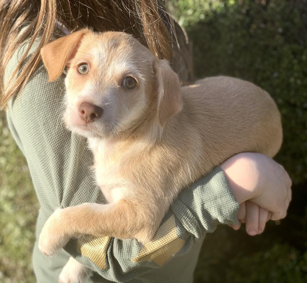 Aberdeen, a Adopted mixed breed in Windsor, CA image 1/4
