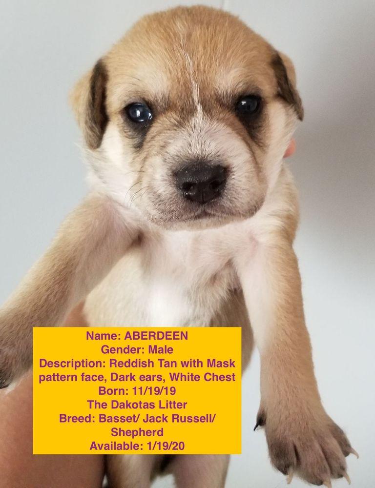Aberdeen, a Adopted mixed breed in Windsor, CA image 2/4