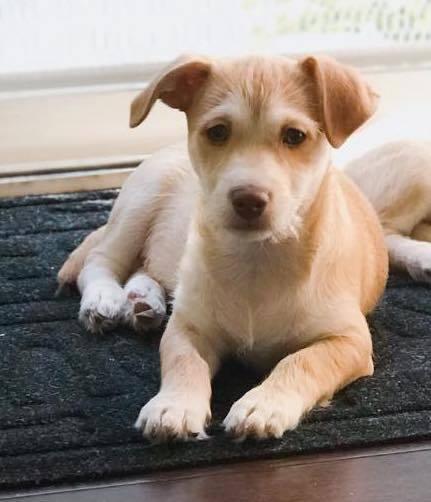 Aberdeen, a Adopted mixed breed in Windsor, CA image 3/4