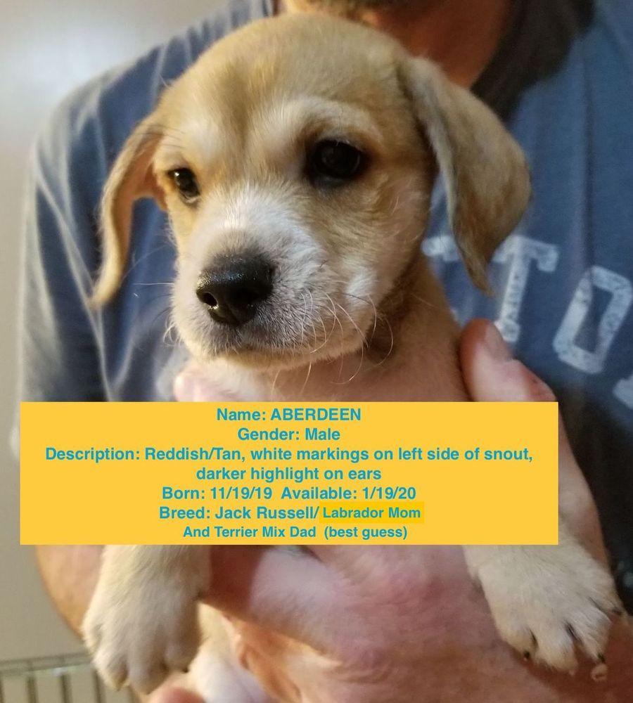 Aberdeen, a Adopted mixed breed in Windsor, CA image 4/4