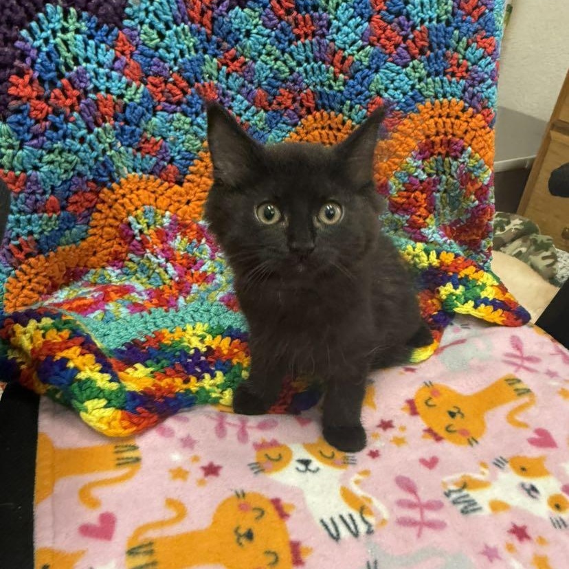 Enlarge Diana, an adopted Domestic Medium Hair in Tucson, AZ image 2/3