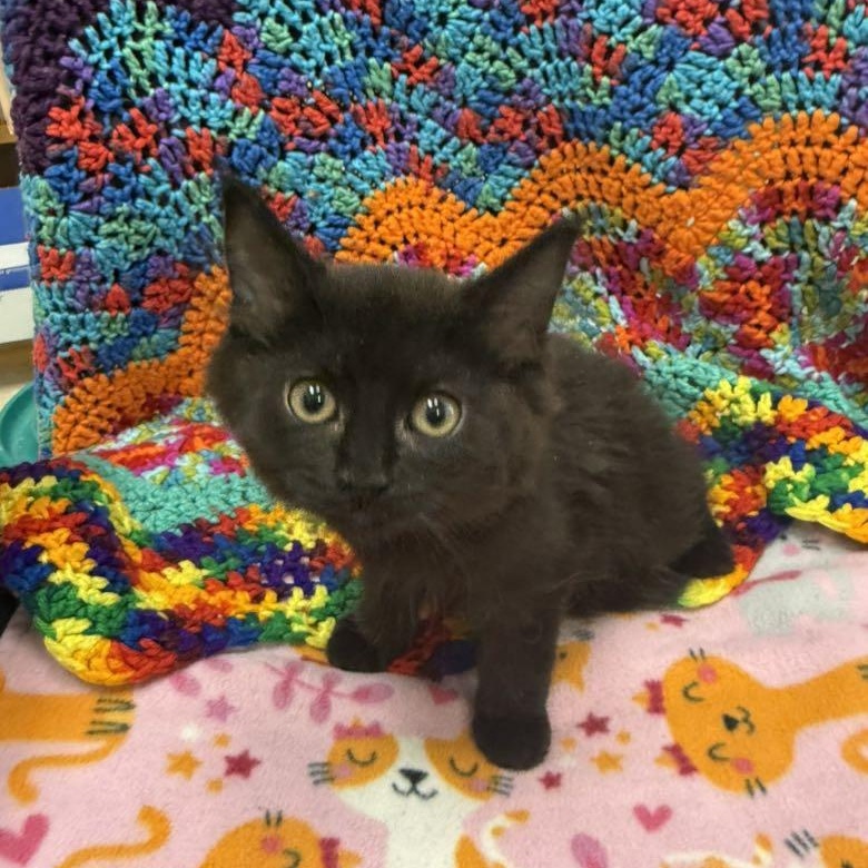 Enlarge Diana, an adopted Domestic Medium Hair in Tucson, AZ image 1/3