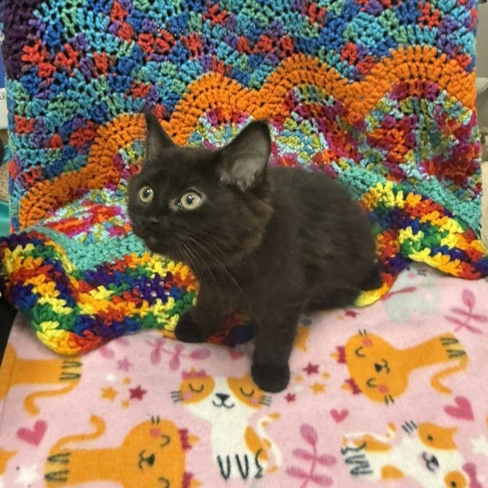 Enlarge Diana, an adopted Domestic Medium Hair in Tucson, AZ image 3/3