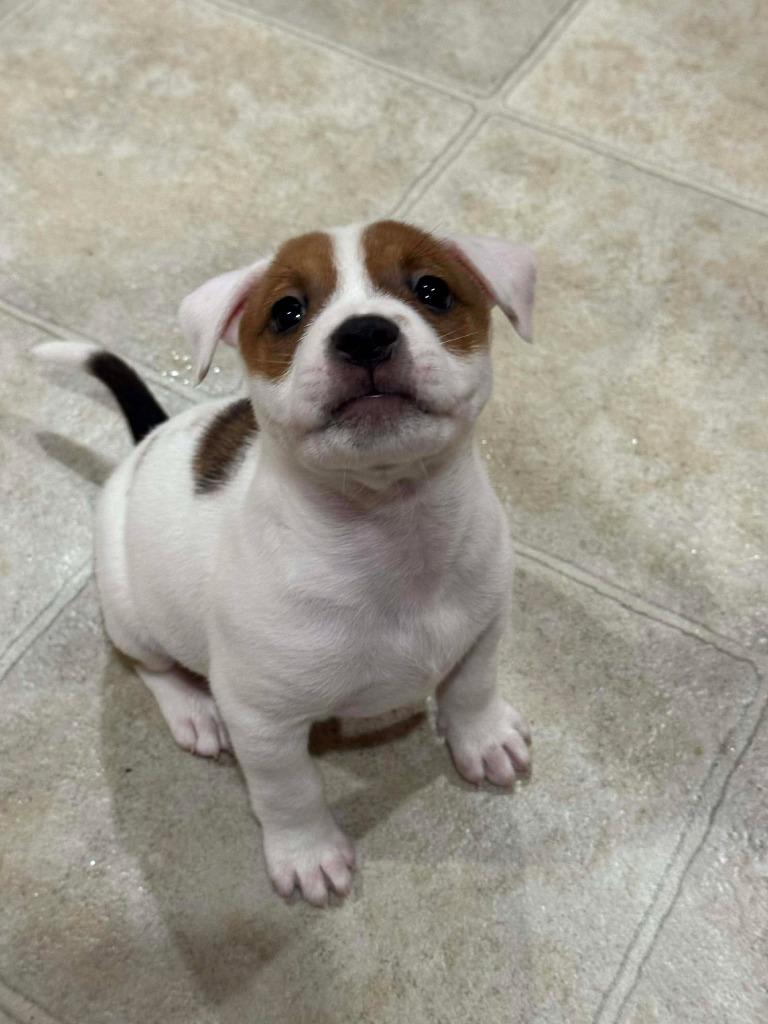 Enlarge Phoebe, a Adoptable Mixed Breed in Crocker, MO image 1/2