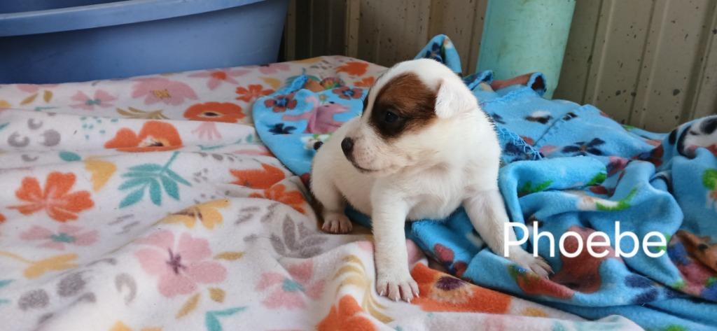 Enlarge Phoebe, a Adoptable Mixed Breed in Crocker, MO image 2/2