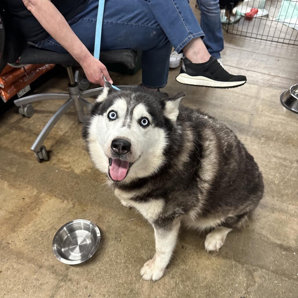 Enlarge Vixen, a Adoptable Husky in West Chester, PA image 2/5